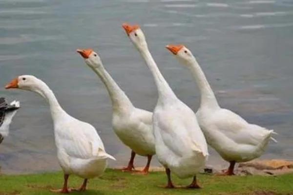 鹅怎样养殖，养殖鹅的方法（鹅的养殖技术）