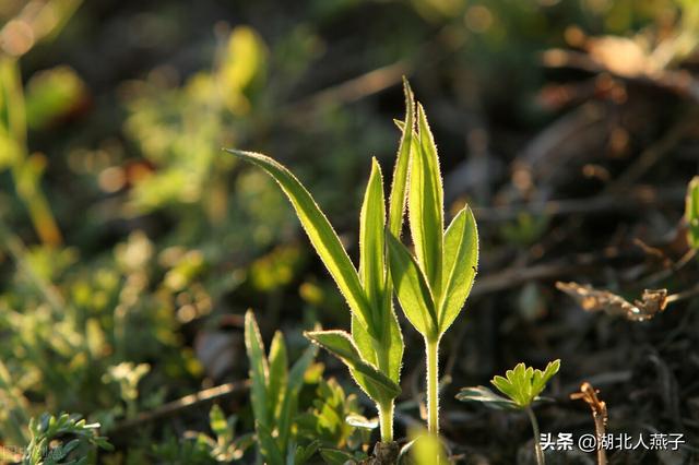野菜种类有什么，野菜的种类和图片大全（你想要的野菜这里都有）