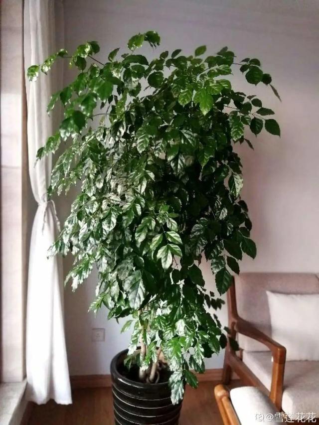 如何自制氮肥，自制氮肥怎么做（氮磷钾肥别买了）