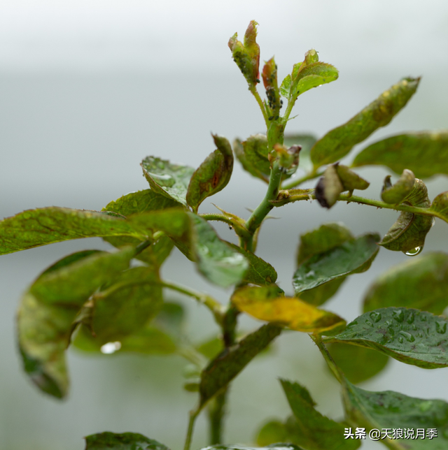 太阳花长白色的虫子是啥原因，太阳花上的白色虫子有什么办法去除（种花好帮手丨这份，先收藏）