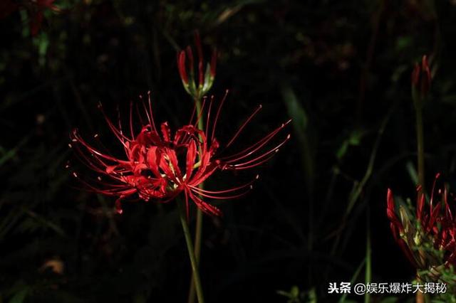 曼珠沙华的英文名，彼岸花的英文（曼珠沙华为何叫彼岸花）