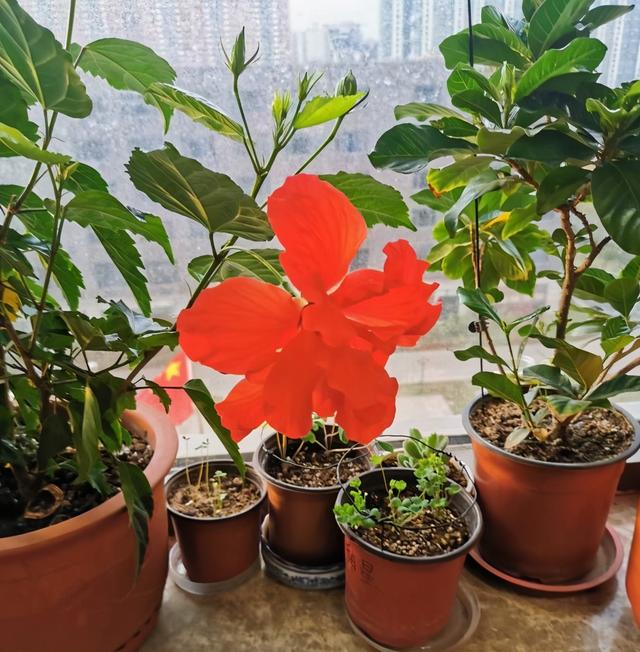 曼陀罗花的传说，曼陀罗花的含义和传说（传说“7种花”）