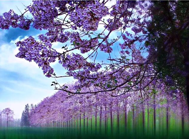 泡桐花（泡桐花花语，泡桐花～紫瓣黄蕊胭脂韵（泡桐花花语是什么）