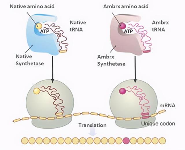 trna在哪里合成，tRNA在哪里合成（非天然氨基酸抗体偶联技术解析）