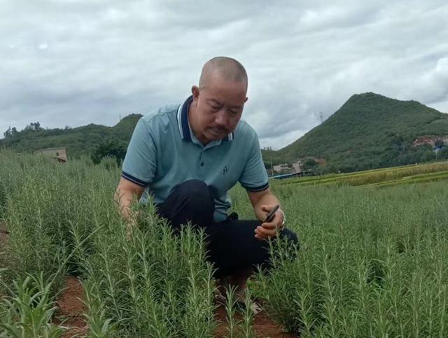 一抹香是什么植物，一抹香对应什么属相（群众致富路又添一抹“香”）