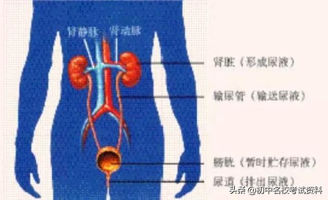 血型配对表图口诀，血型遗传规律表顺口溜（冲刺2020年中考-初中生物记忆口诀+知识点大全）