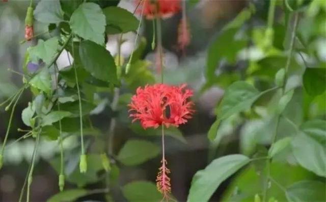 马蹄莲花期有多长，马蹄莲 花期（这花连开10个月）