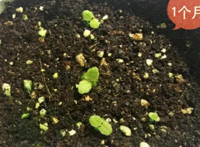 地不容的繁殖方法，地不容的繁殖栽培（试试哪一种方法更容易成功栽种在阳台上）