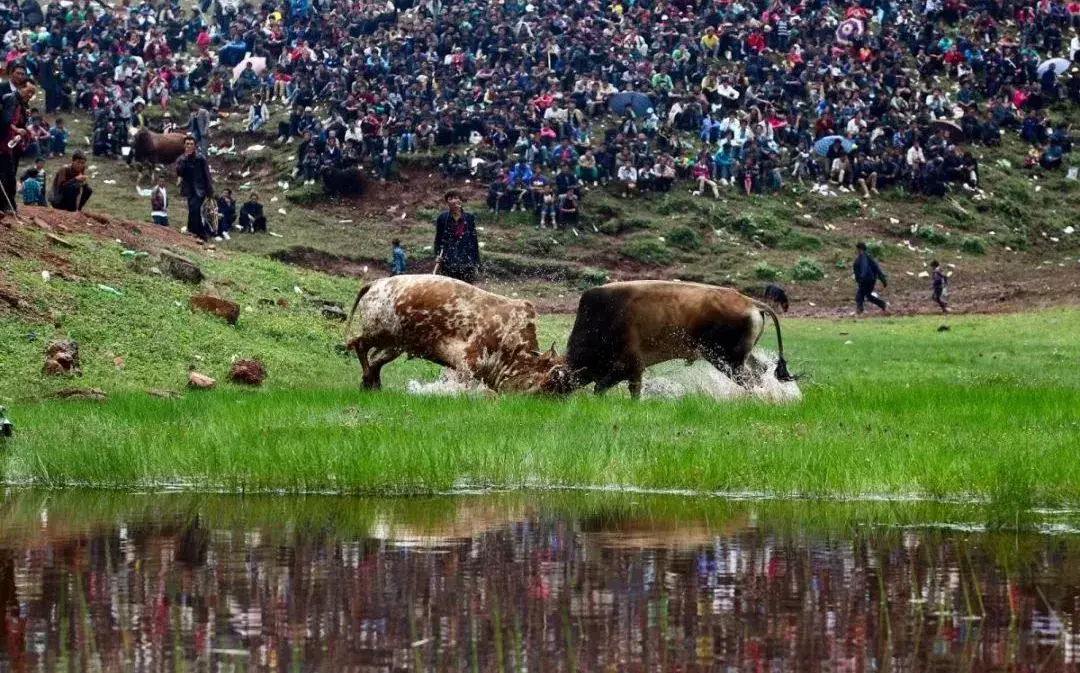 彝族风俗节庆，彝族的传统节日和风俗（薪火相传——彝族火把节）