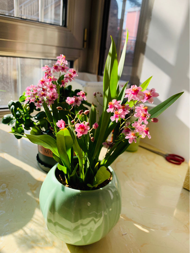 perfume组合，如何评价Perfume香水组合（家里养组合香水花）