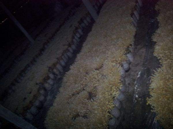 什么是金针菇菌种，菌菇是金针菇吗（从准备原料到采收）