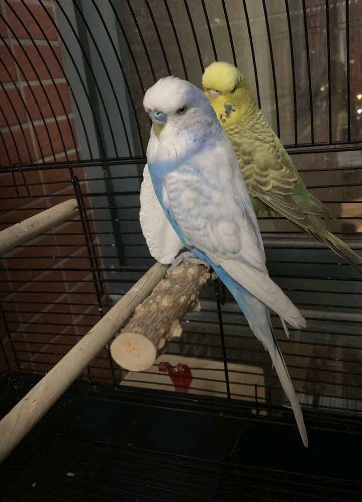 众所周知虎皮鹦鹉是最便宜的鹦鹉,因为野生的鹉还虎皮鹦鹉非常多,加上