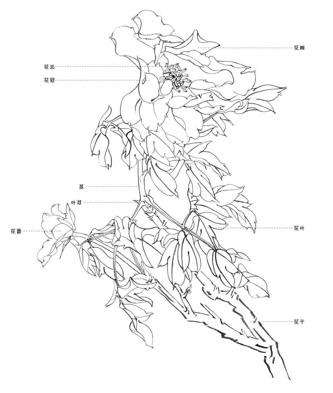 白描牡丹的画法步骤图(国画白描牡丹教程零基础入门)