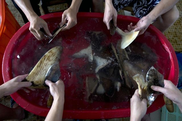 鱼翅汤怎么做，做鱼汤怎么做好吃（600元一碗鱼翅汤）