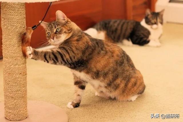 怎么防止猫咪抓沙发，怎么防止猫咪抓沙发跑（终于找到让猫咪不挠沙发的办法了）