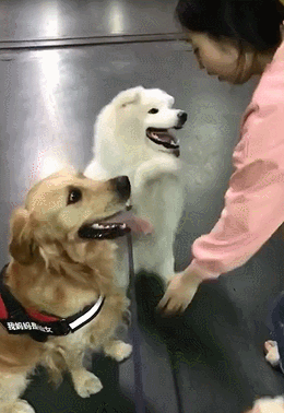 折耳狗是什么品种，中华田园犬折耳好还是竖耳好（​这是一只“折耳”萨摩耶）