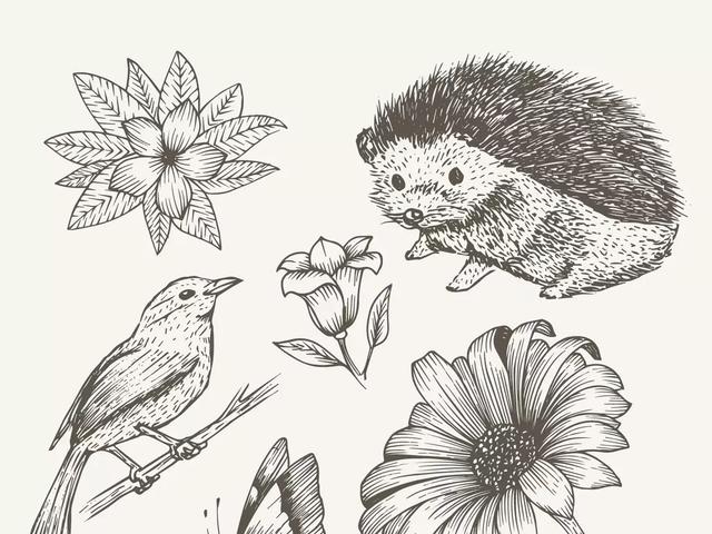 动物简笔画大全之考拉画法，考拉简笔画大全大图（有难得一见的刺猬、企鹅、考拉）