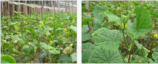 夏黄瓜靶斑病喷什么药特效，治疗黄瓜靶斑病的特效药（纯生物杀菌剂统统搞定）