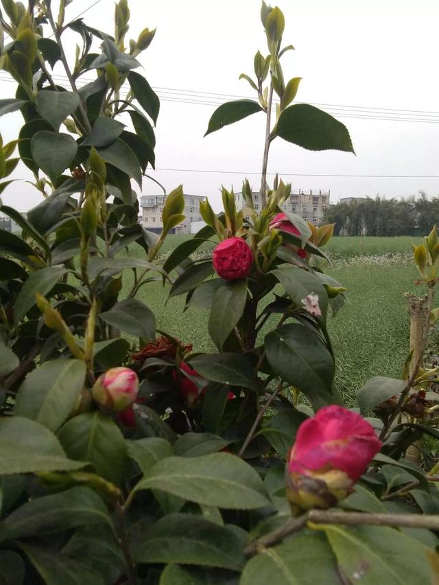 我的老父亲歌词，歌曲我的老父亲刘和刚（我的老父亲）