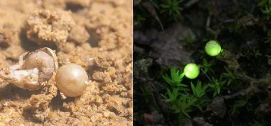 为什么萤火虫要吃蜗牛，为什么萤火虫要吃蜗牛壳（浪漫的萤火虫还有多少不为人知的一面）