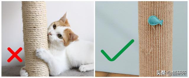 怎么防止猫咪抓沙发，怎么防止猫咪抓沙发跑（终于找到让猫咪不挠沙发的办法了）