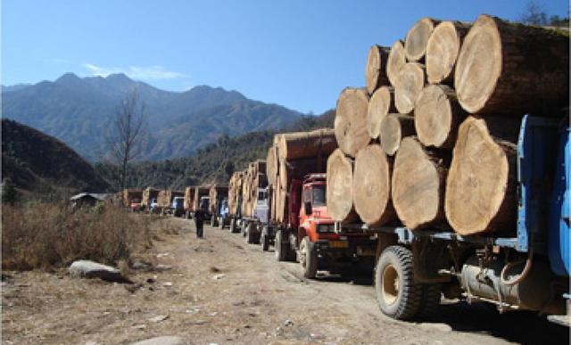 如何存放巴花原木，巴花原木图片（云南小伙8000买89吨非洲丑木）