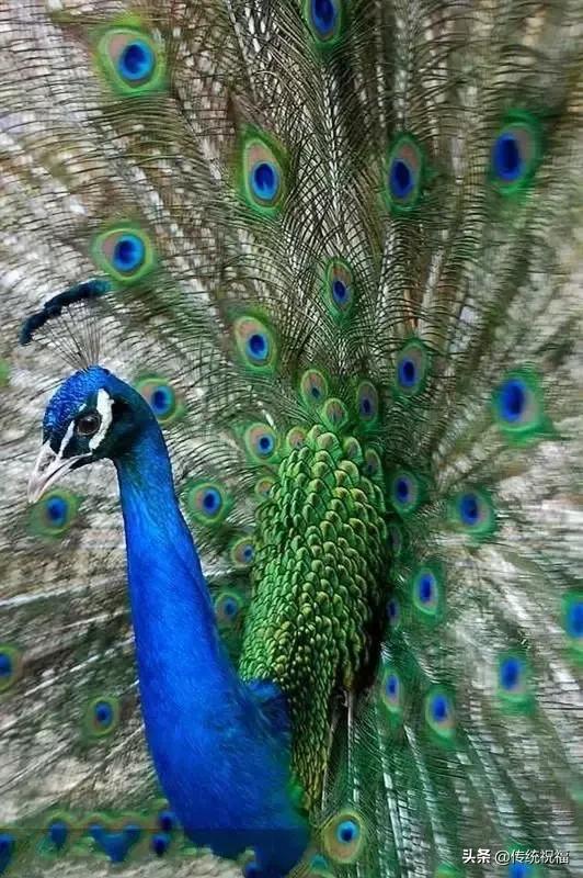 为什么雄性白孔雀也会开屏，孔雀开屏都是雄的吗（白孔雀开屏，太美了）