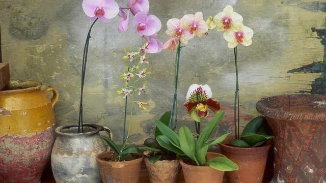 室内观叶植物，室内观赏植物（一年四季可以养在室内的开花植物和观叶植物）