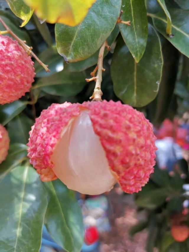 上火可以吃荔枝吗，荔枝上火能吃吗（荔枝吃上火吗）