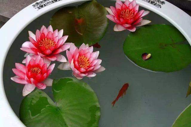 怎么样种植睡莲，睡莲种植方法 家养（在家赏睡莲不是梦）