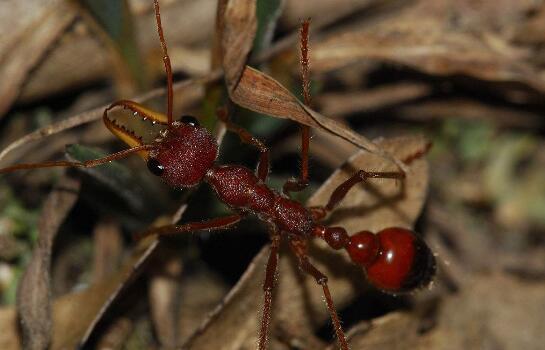 世界上最大的蚂蚁，世界上最大的蚂蚁在哪里生长（世界上最大的蚂蚁公牛蚁）