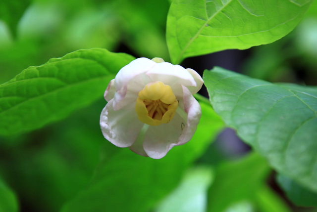 夏腊梅，美国夏腊梅，这种国家珍稀花正是结果期（美国夏腊梅什么价格）