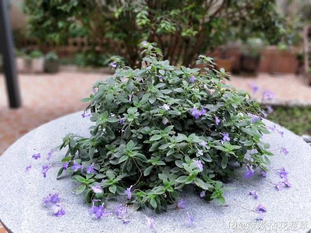 鸟尾花的繁育管理，鸟尾花 花期（30种耐阴花）