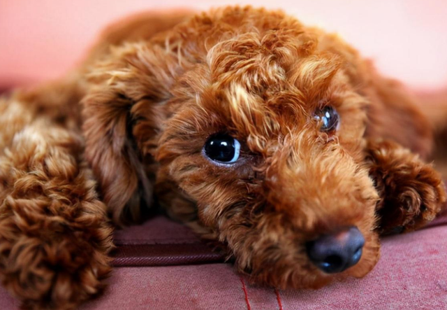 泰迪是什么意思，泰迪摇尾巴是什么意思（现在才知道泰迪犬这几个动作）