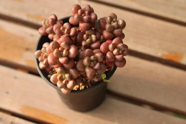 耳坠草花语:红颜知己,耳坠草简笔画(景天科景天属多肉植物)