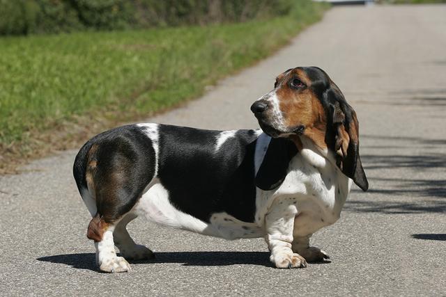 米格魯獵兔犬聰明嗎,這幾種狗狗不要看它們塊頭不大