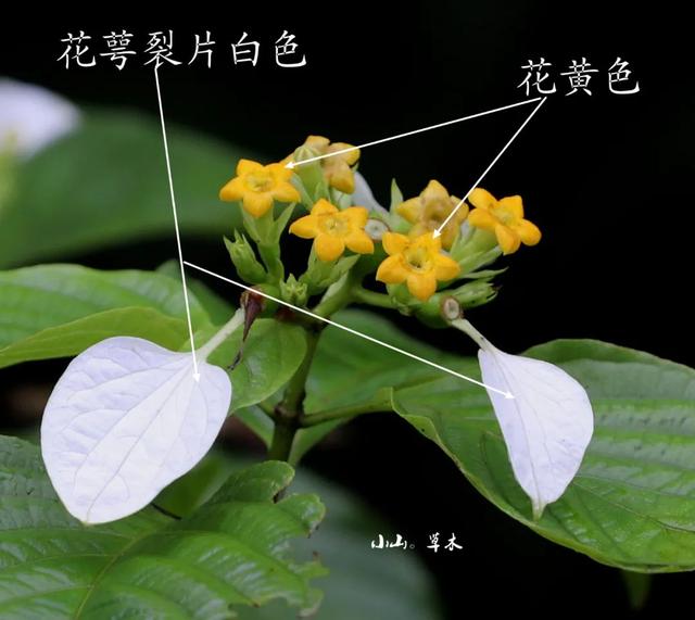 夏日里的江南山野奇花，玉叶金花白纸扇