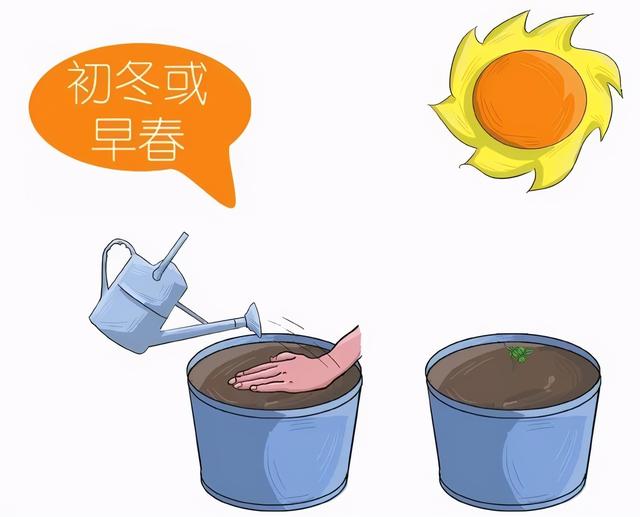 玫瑰要怎么养才长得好，难在正确的栽种方法与步骤