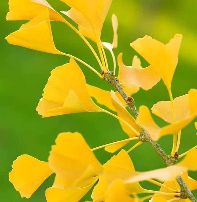 银杏树的特点具体有哪些，银杏树有什么特点（怎么就成濒危物种了）