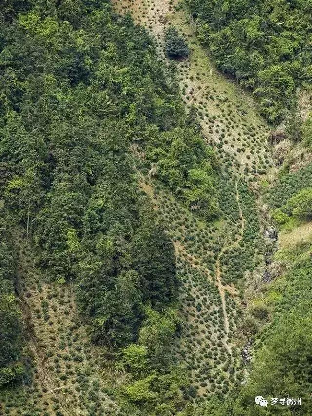 黄山毛峰属于什么茶，毛峰茶叶多少钱一斤（带您了解真正的黄山毛峰）