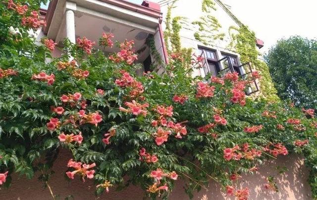 SuSu:一起种草莓来吗，微信头像，SuSu:一起种草莓来吗?【杂图】（花芽蹭蹭长满盆）