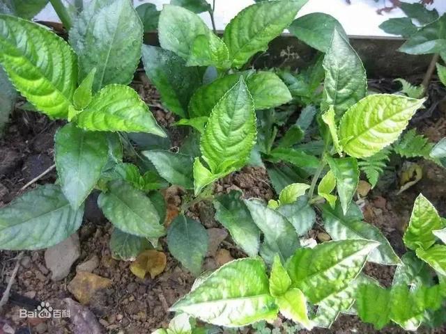 碎银子茶功效与作用，茶化石碎银子功效与作用（瞒天过海的碎银子骗局）