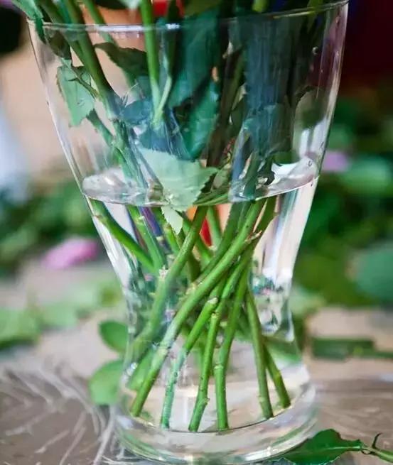 玫瑰花插花的技巧有哪些，怎么样插玫瑰花（这些在家插花的小技巧你get到了吗）