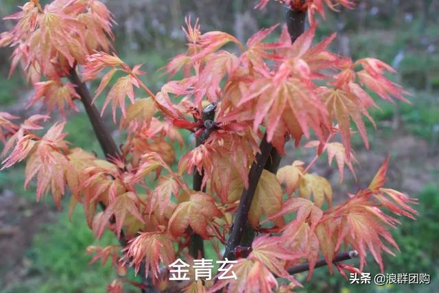 什么样的枫树填空。，什么的枫树填空词语二年级（增添了花园四季色彩之美）