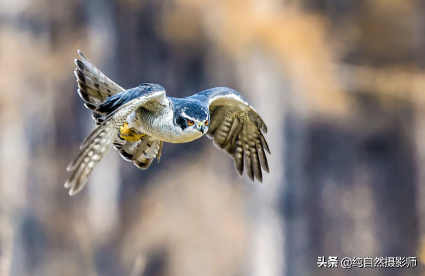 苍鹰是脊椎动物吗，苍鹰属于什么类动物（中国46种鹰科之一）