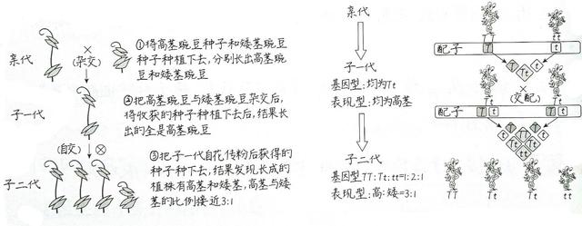 显性基因和隐性基因，什么是显性基因和隐性基因（第三节基因的显性和隐性知识梳理）