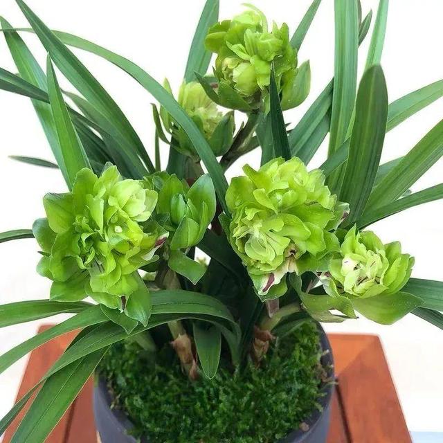 香草兰花怎么养，香兰草怎么种植（屋里养盆“香水花”）