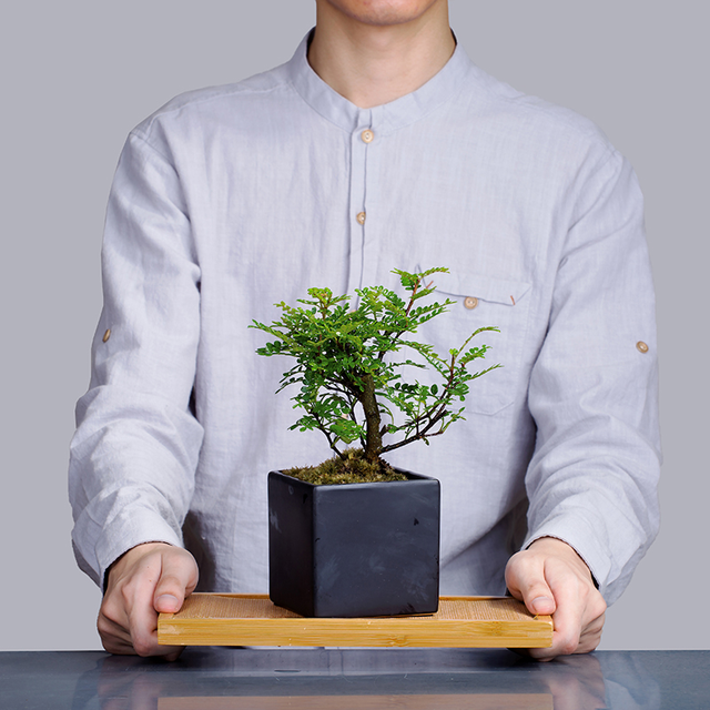 胡椒木(胡椒木盆景,盆越小水越少(胡椒木盆景图片大全欣赏)