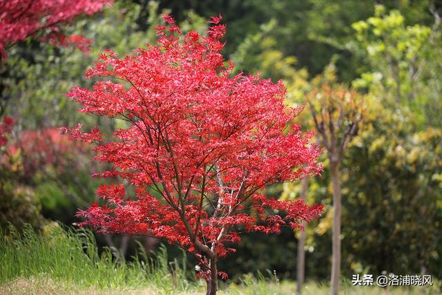 日本紅楓樹圖片,紅楓的外形特徵和作用(春天見到的紅色楓葉大多是日本