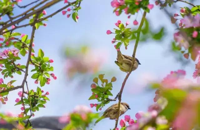 关于小满的古诗，《小满》古诗原文（最美小满诗，一切刚刚好！）